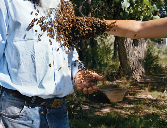  LES, Amber, Honeybees, New Mexico, from the series "Bare Handed," 2008 Miller Yezerski Gallery.