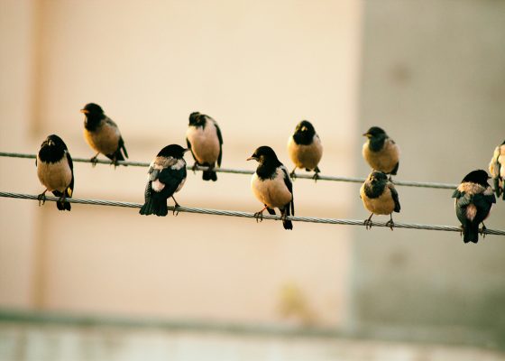 birds on a line, sound meditation
