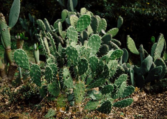 Cactus plant, meditation pain