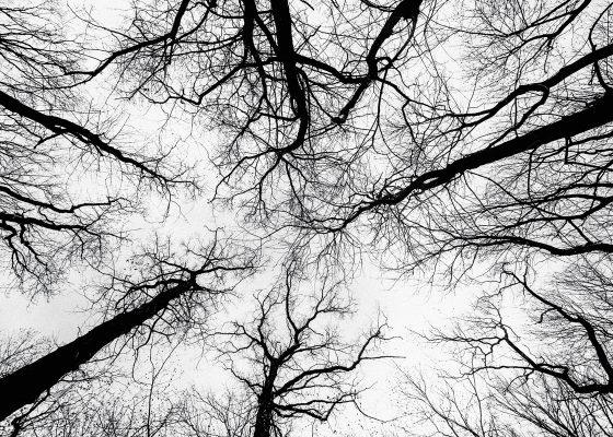 photograph of trees for story on pain awareness