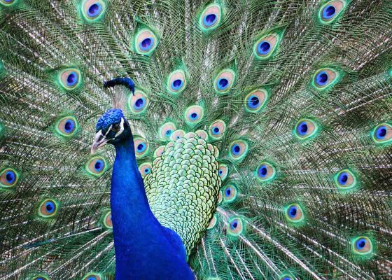 peacock displays its feathers