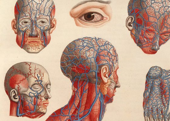anatomical drawings, tough teachings illness
