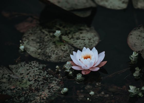 lotus flower floating in a pond, guided-meditation-on-awareness-of-breathing