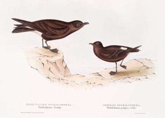 Drawing of a Fork-tailed Storm Petrel and a Common Storm Petrel for a story on taking refuge in nature