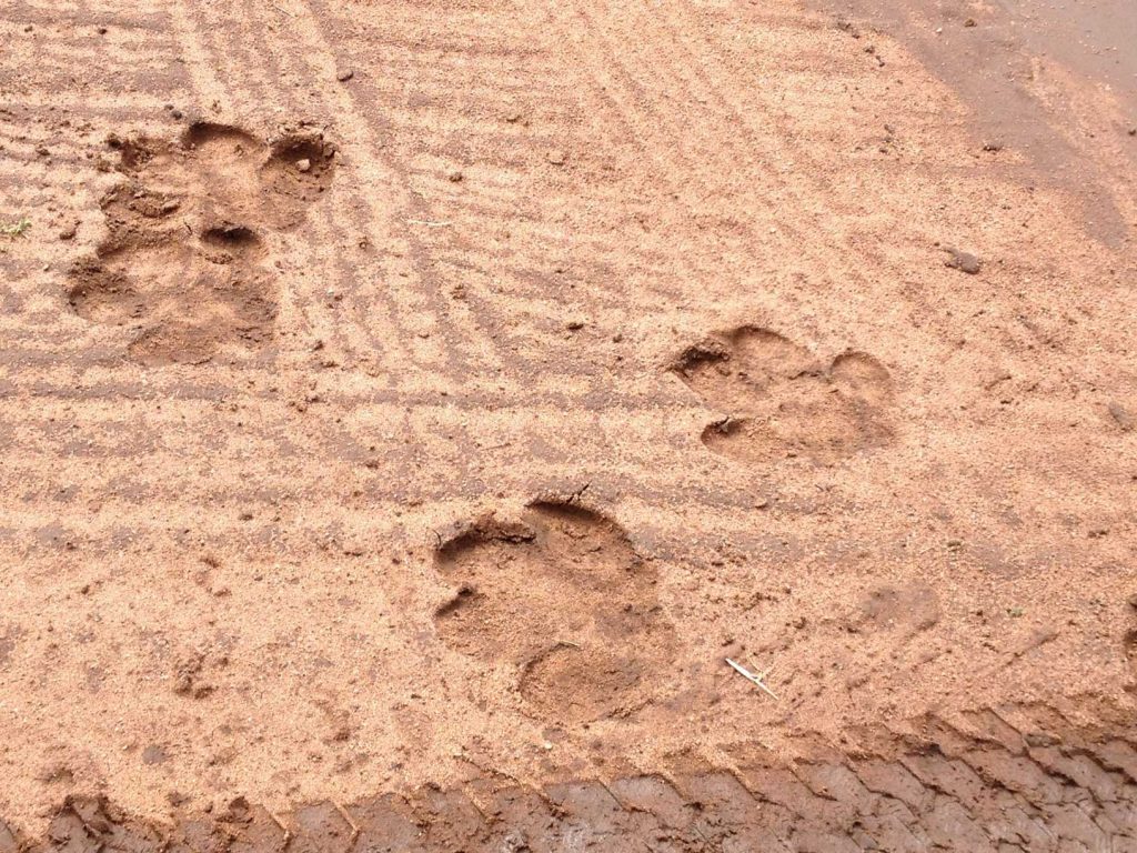 Family Dharma: The Elephant’s Footprint