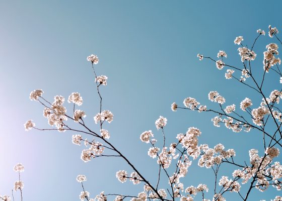 cherry blossoms