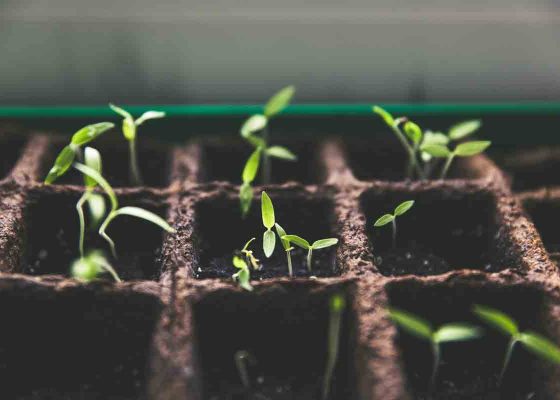 seedlings in soil; thich nhat hanh on sangha