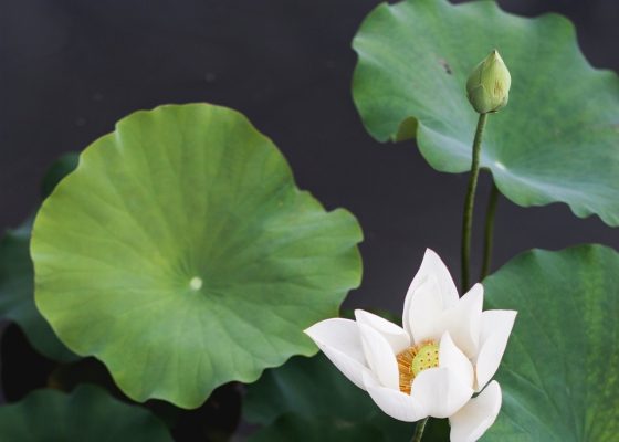 lilypads and lotus flower for a story on the brahma-viharas in buddhism