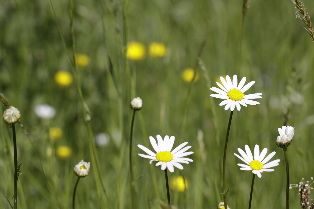 Water The Flowers Not The Weeds Tricycle The Buddhist Review