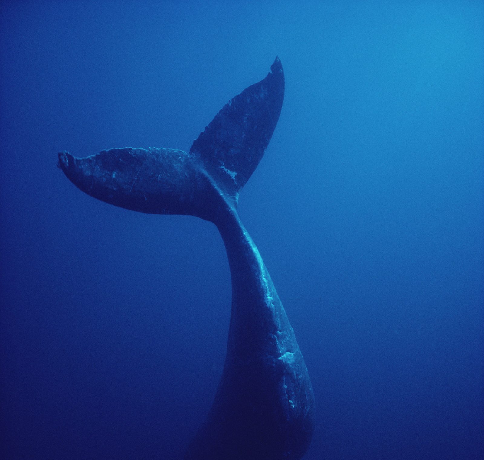 Whale Song - Tricycle: The Buddhist Review
