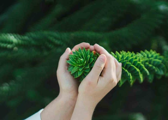 hands cupped around a plant