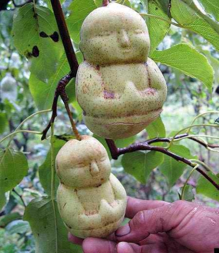 Buddha Pears