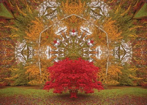 digitally edited photograph of a forest, rain mindfulness meditation