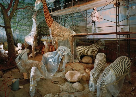 photo of stuffed zebras and giraffes for story on non-lying