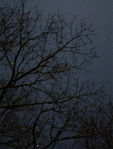 Tree branches against a dark night sky; green meditation