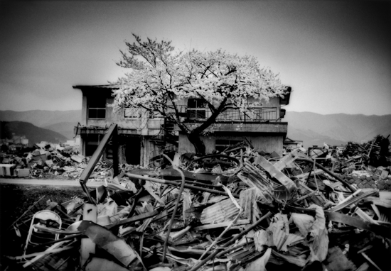 Cherry blossoms have opened on a tree that seems to rise right out of the rubble. Ofunato, Iwate Prefecture, Japan.