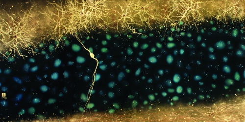 "Developing Cerebral Cortex," gold, dye, and enamel on aluminized panel, 36" x 72". Greg Dunn, 2012.