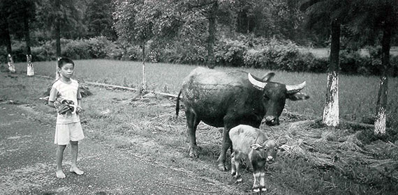 A country boy herds his parents' water buffalo and calf on the road to Dong Shan Temple. 