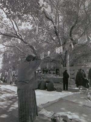 A pilgrim at the Bodhi tree in Bodh Gaya