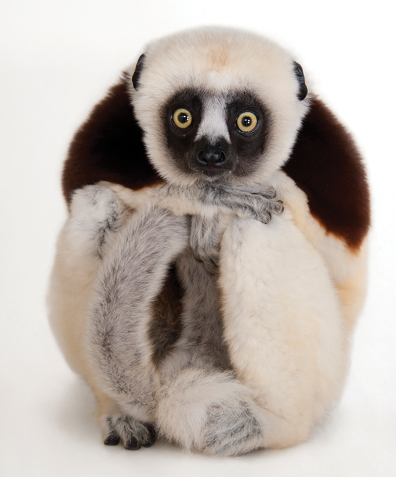A Coquerel’s Sifaka (Propithecus coquereli), a type of lemur, currently classified as endangered on the IUCN Red List.