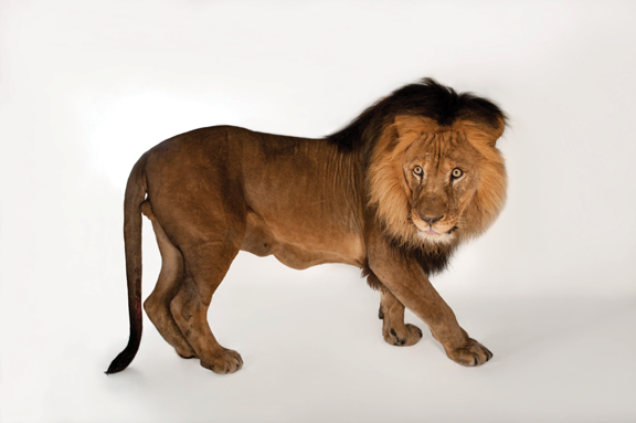 An African lion (Panthera leo), currently classified as vulnerable on the IUCN Red List.