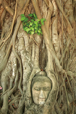 Image: A bodhi tree in Ayutthaya, Thailand © Simon Gurney/istockphoto.com