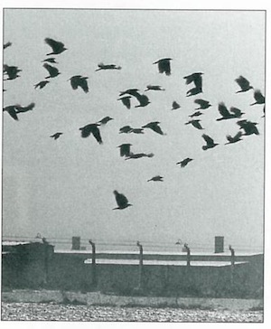  Birds fly over Birkenau.