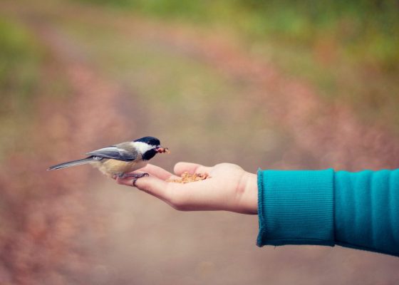 a hand holds birdfeed for a bird