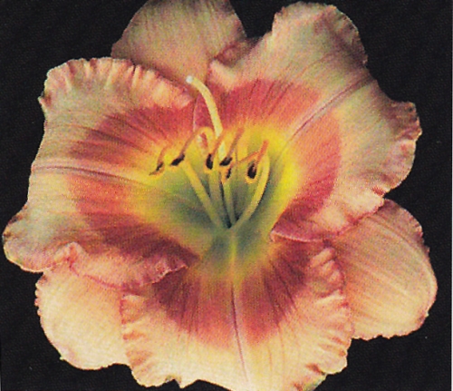flower fall 2004