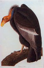 California Vulture, John James Audubon, 1838, Courtesy of the Audubon Society