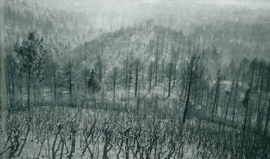 Vista from the top of the Lama Foundation's land just days after the 1996 fire: Charred trees form the view in all directions. Liam Rutan, courtesy of Lama Foundation.