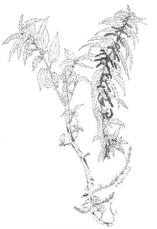 Nettle (Utrica dioica).