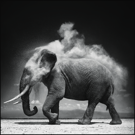 © Nick Brandt, courtesy of Hasted Kraeutler