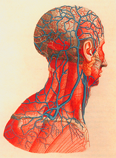 Courtesy of the National Library of Medicine, Dream Anatomy Exhibition.