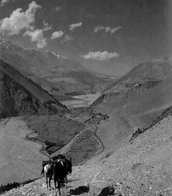 Image 3: Pack horses descend the trail into Tsele, where the Kali Ghandaki River feeds an oasis of green against Mustang's high desert. 