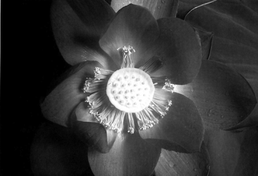 lotus symbol in Buddhism