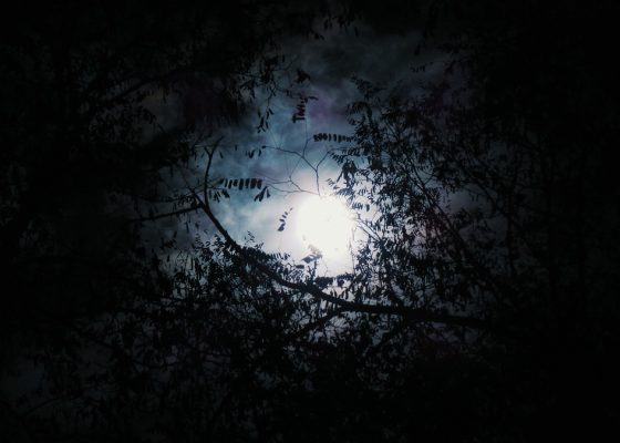 Image of the moon shining through trees