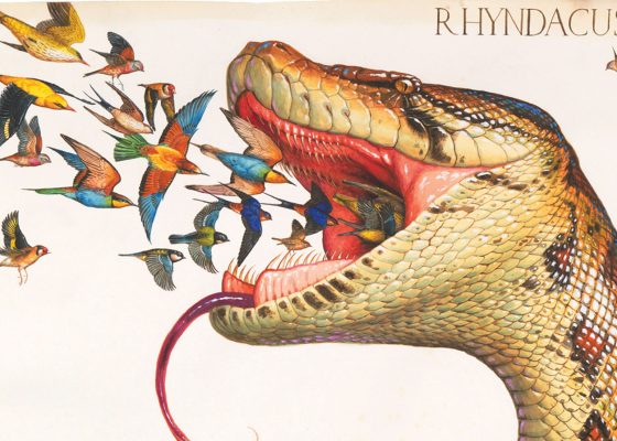 illustration of birds flying into a snake's mouth for story on dependent arising in buddhism