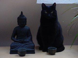Every meow and zen, I feel silly.