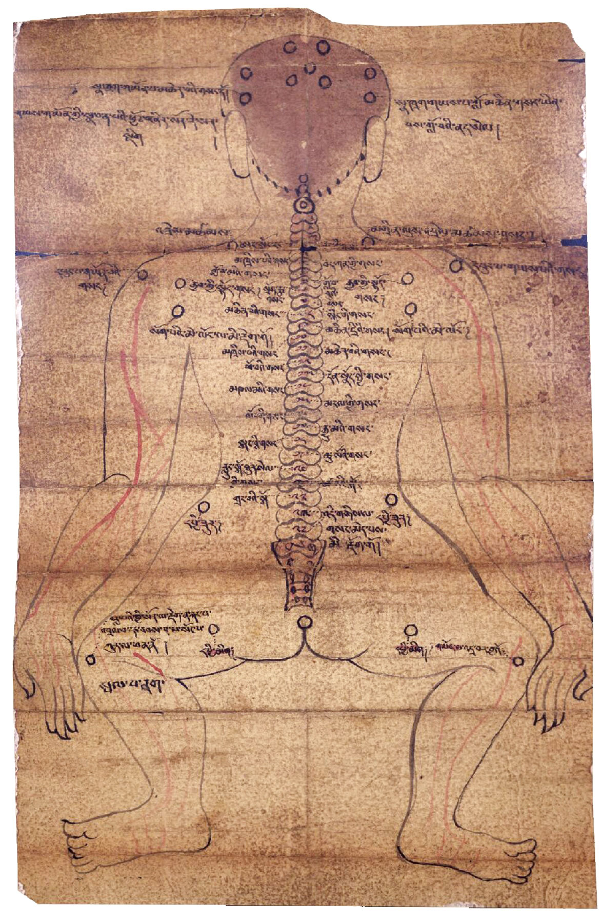 Moxibustion Chart (back view), Tibet, 19th century. Ink and color on paper, 13 1/2 x 8 3/4 in.