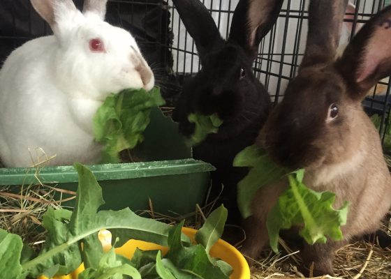 rabbits rescued by Wendy Cook during the great rabbit liberation