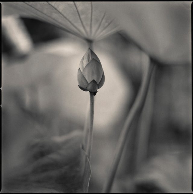 Lotus Bud. Courtesy of Hiroshi Wantanabe/Gallerystock.