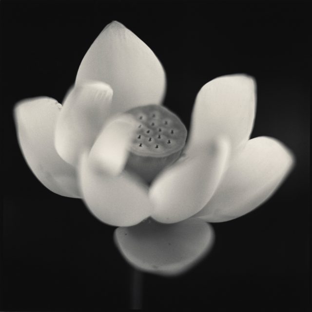 Lotus Flower. Courtesy of Hiroshi Wantanabe/Gallerystock.