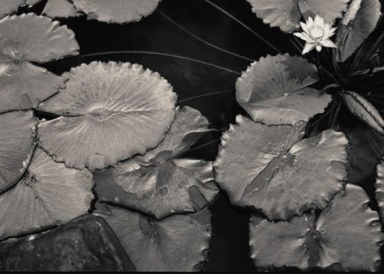 black and white lotus pond for story on thanissaro bhikkhu karma