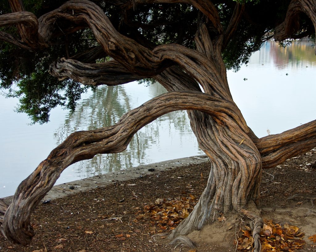 A Crooked Tree in Changing Times