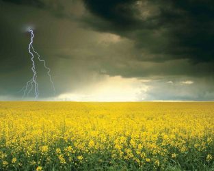 image of a lightning strike in a field with yellow flowers