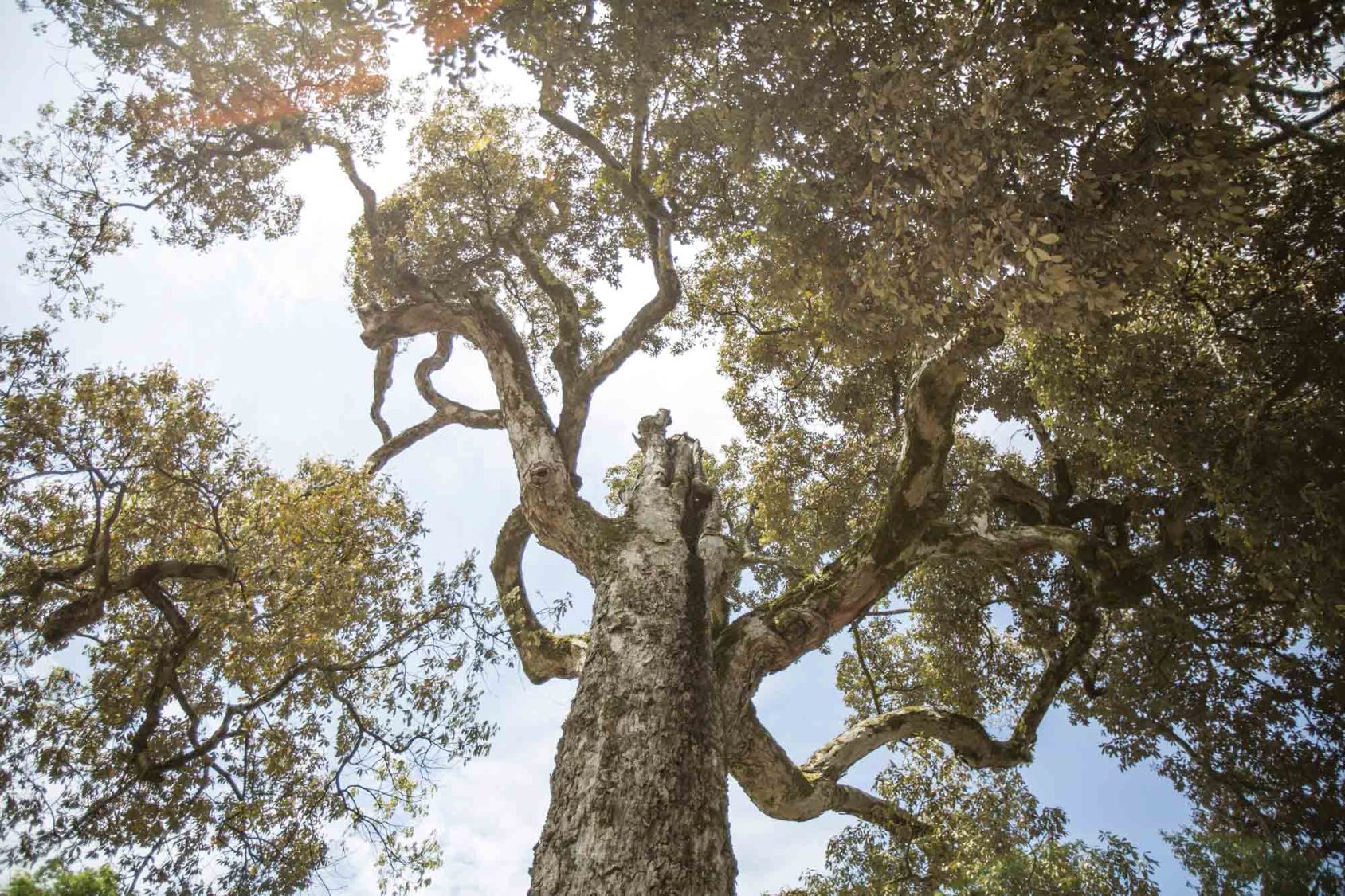 Verdant Sanctuary  Weird trees, Nature tree, Unique trees