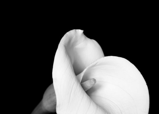 black and white photo of an orchid