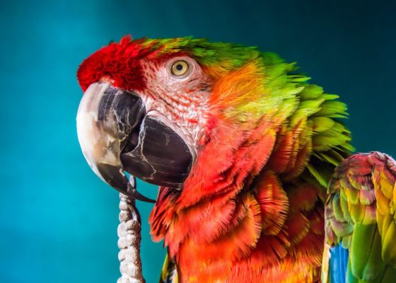 jataka tales colorful parrot