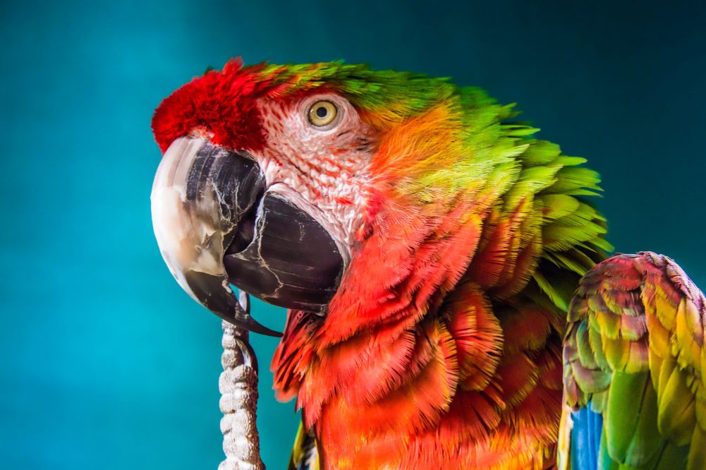 The Brave Parrot: Being Small in a Big, Troubled World